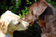 Kissing Dogs Wall Decal