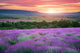 Meadow Lavender Wall Decal