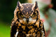 Owl Wall Decal