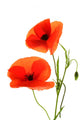 Red Poppies Wall Decal