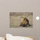 Portrait of a wild african lion Wall Mural