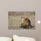 Portrait of a wild african lion Wall Mural