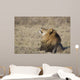 Portrait of a wild african lion Wall Mural
