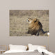 Portrait of a wild african lion Wall Mural