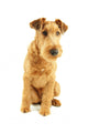 Purebred Dog Irish Terrier Wall Decal
