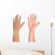 Men hand isolated on white Wall Decal