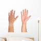 Men hand isolated on white Wall Decal