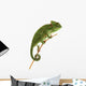 Beautiful baby chameleon as exotic pet, narrow focus on eyes Wall Decal