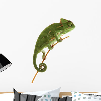 Beautiful Baby Chameleon As Exotic Pet, Narrow Focus On Eyes Wall Decal 2 shown on a wall