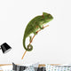 Beautiful baby chameleon as exotic pet, narrow focus on eyes Wall Decal