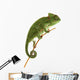 Beautiful baby chameleon as exotic pet, narrow focus on eyes Wall Decal