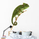 Beautiful baby chameleon as exotic pet, narrow focus on eyes Wall Decal