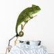 Beautiful baby chameleon as exotic pet, narrow focus on eyes Wall Decal