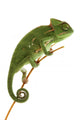Beautiful Baby Chameleon As Exotic Pet, Narrow Focus On Eyes Wall Decal 2