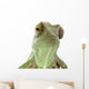 Beautiful baby chameleon as exotic pet, narrow focus on eyes Wall Decal