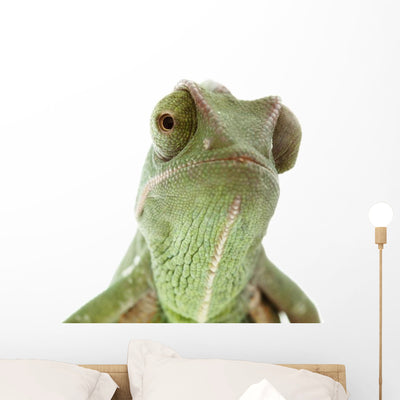 Beautiful Baby Chameleon As Exotic Pet, Narrow Focus On Eyes Wall Decal shown on a wall