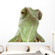 Beautiful baby chameleon as exotic pet, narrow focus on eyes Wall Decal