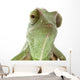 Beautiful baby chameleon as exotic pet, narrow focus on eyes Wall Decal