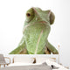 Beautiful baby chameleon as exotic pet, narrow focus on eyes Wall Decal