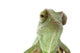 Beautiful Baby Chameleon As Exotic Pet, Narrow Focus On Eyes Wall Decal