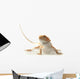 Pet Lizard Bearded Dragon Isolated On White, Narrow Focus Wall Decal 2