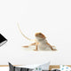 Pet lizard Bearded Dragon isolated on white, narrow focus Wall Decal