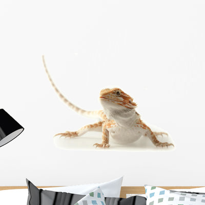 Pet Lizard Bearded Dragon Isolated On White, Narrow Focus Wall Decal 2 shown on a wall