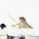 Pet lizard Bearded Dragon isolated on white, narrow focus Wall Decal