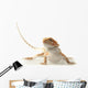 Pet lizard Bearded Dragon isolated on white, narrow focus Wall Decal