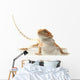 Pet lizard Bearded Dragon isolated on white, narrow focus Wall Decal