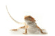 Pet Lizard Bearded Dragon Isolated On White, Narrow Focus Wall Decal 2