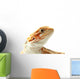 Pet Lizard Bearded Dragon Isolated On White, Narrow Focus Wall Decal
