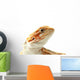 Pet lizard Bearded Dragon isolated on white, narrow focus Wall Decal