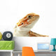 Pet lizard Bearded Dragon isolated on white, narrow focus Wall Decal