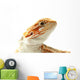 Pet lizard Bearded Dragon isolated on white, narrow focus Wall Decal