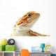 Pet lizard Bearded Dragon isolated on white, narrow focus Wall Decal