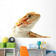 Pet lizard Bearded Dragon isolated on white, narrow focus Wall Decal