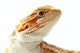 Pet Lizard Bearded Dragon Isolated On White, Narrow Focus Wall Decal