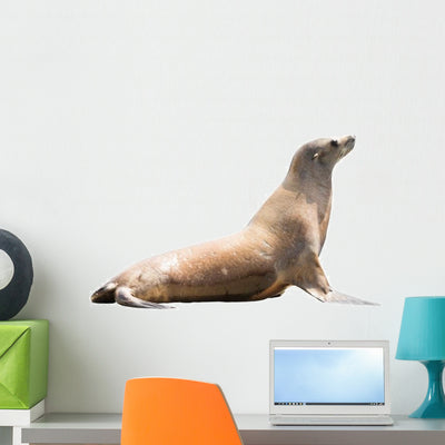 Earless Seal Wall Decal shown on a wall