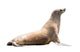 Earless Seal Wall Decal