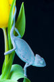 Chameleon &amp; Tulip Wall Decal
