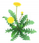 Dandelion Flower Wall Decal
