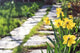 Footpath Garden Grass Track Narcissus Flowers Background Wall Decal