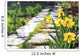 footpath garden grass track narcissus flowers background Wall Mural