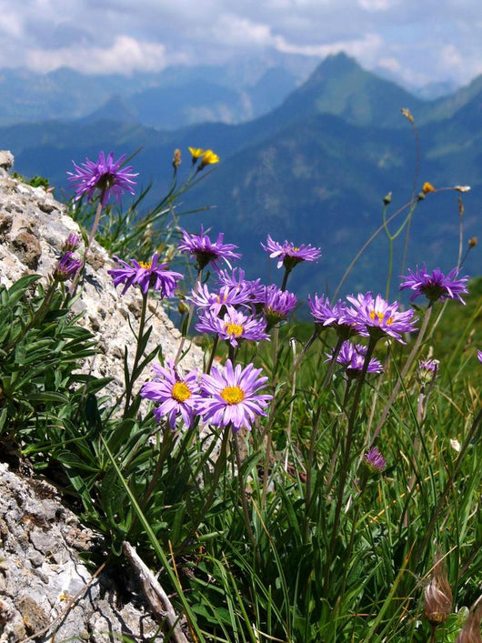 Asters Des Alpes Wall Decal