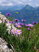 Asters Des Alpes Wall Decal