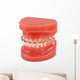 braces model Wall Decal