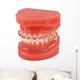 braces model Wall Decal