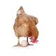 Poule Avec Oeuf Wall Decal