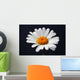 daisy isolated Wall Mural